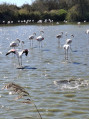 Battement d’ailes sur miroir camarguais