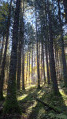 Beau bois de résineux en particulier