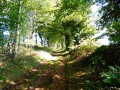 Beau chemin arboré