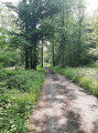 Beau chemin dans le Bois du Rapois