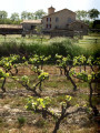 Dans le vignoble de Massillargues-Attuech Dans le vignoble de Massillargues-Attuech