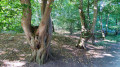 Tour du Bois de Marœuil dit le Sentier des Écureuils