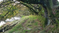 Beautiful beech trees along River Barle