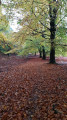 Beautiful beech trees in autumn along the path in Oakenhill Wood