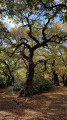 Beautiful oak tree along the path