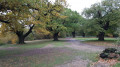 Beautiful Oak trees next to Warren Pound