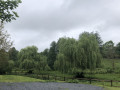 Beaux saules aux abords du ruisseau de Cesny à la Motte