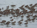 Bécasseau variable