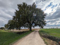 Bel arbre et son banc