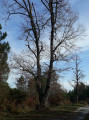 Bel arbre