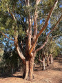 Bel arbre