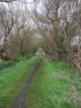 Belle allée bordée de saules