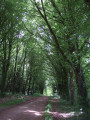 Belle allée de hêtres
