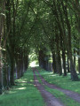 Belle allée de hêtres