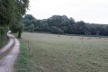 Belle clairière dans les Bois de Celles