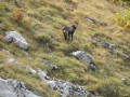 Pointe de Chombas en boucle depuis les Troncs