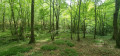 Belle trouée de lumière dans la forêt