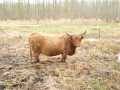 Belles cornes