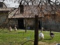 Belles oies rescapées des fêtes...