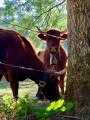 Belles vaches ... Belles vaches ...