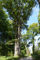 Bénitier Saint-Hubert
