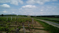 Le Château de Berrie par les vignes et par les champs