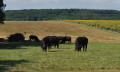 Bêtes à cornes