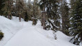 Promenade en forêt de Bettmeralp