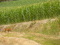 Biche