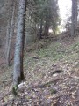 Bifurcation