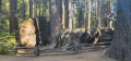 Big trees