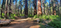 Big Trees Big Trees