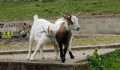 Biquettes adorables...