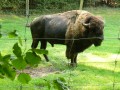 bison
