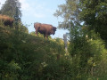 Bison