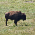 Bison