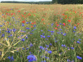 Bleu Blanc Rouge... Bleu Blanc Rouge...