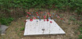 Bleuets et Coquelicots
