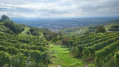 Blick auf Ihringen am Kaiserstuhl
