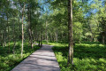 Blockbohlenpfad im Roten Moor Blockbohlenpfad im Roten Moor