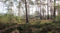 Un grand tour en Forêt d'Ermenonville