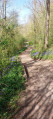 Bluebell Wood pathway
