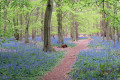Bluebells in Hitch Wood