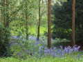 Bluebells on the walk down to the River Dove