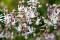 Blumen am Wegesrand