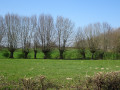 Bocage prischois Bocage prischois