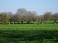 Bocage prischois Bocage prischois