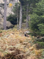 Bocca di Fumicosa
