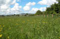 Bog meadows Walk - Belfast