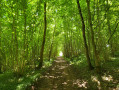 Bois Brûlé, in Pernes